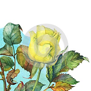 A single of beautiful golden yellow rose with green leaves.