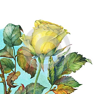 A single of beautiful golden yellow rose with green leaves.