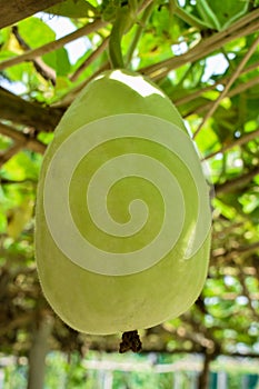 Single beautiful green colored round bottle gourd hanging from a wooden fence