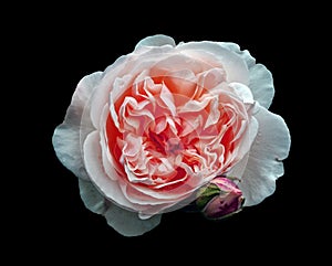 Single beautiful large white rose with a pink center with a rosebud isolated on a black background