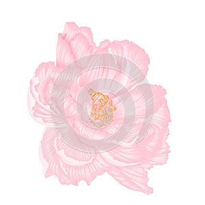 Single beautiful light pink peony isoleted hand draw procreate