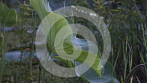 A single beautiful lotus leaf with a blurred background, captured from a side angle.