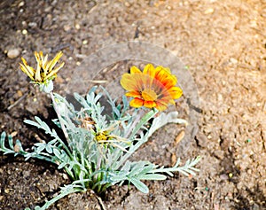 Single Beautiful orange Gazania rigens plant grow on a flower bed in a spring season at a botanical garden.