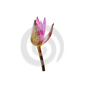 Single beautiful pink lotus bud flower isolated on white backgrounds,water lily.