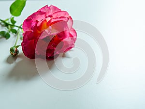 Single beautiful pink rose isolated on white background. Copy space. Card for Womens day, Valentines Day. Symbol of love