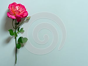 Single beautiful pink rose isolated on white background. Copy space. Card for Womens day, Valentines Day. Symbol of love