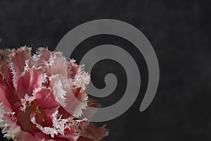 Single beautiful pink tulip isolated on a black background. Gift card idea.