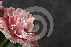 Single beautiful pink tulip isolated on a black background. Gift card idea.