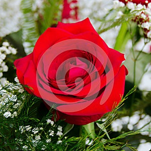 Single Beautiful Red Rose Rosaceae Rosoideae Rosa Arranged with White Baby`s Breath