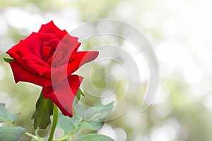 Single beautiful red rose with green leaf