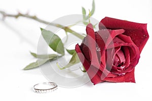 Single beautiful red rose isolated