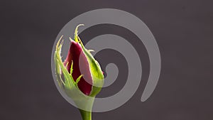 Single beautiful red rose isolated on dark background