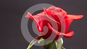 Single beautiful red rose isolated on dark background