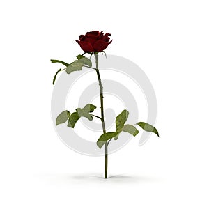 Single beautiful red rose isolated on white. 3D illustration