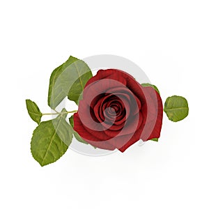 Single beautiful red rose isolated on white. 3D illustration