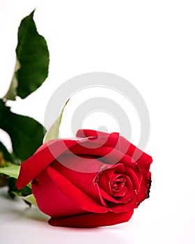 Single beautiful red rose on white