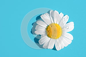 Single beautiful soft chamomile daisy flower with white petals and yellow core