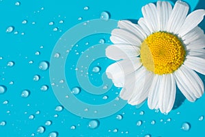 Single beautiful soft chamomile daisy flower with white petals and yellow core on blue background