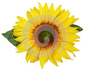 Single beautiful sunflower isolated on a white background.