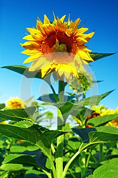 Single beautiful sunflower in the summer field