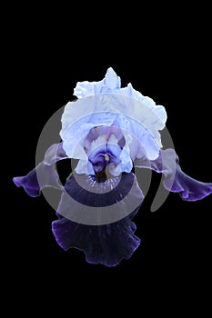 A single, beautiful two-toned purple Iris flower blooming in the spring against a black background