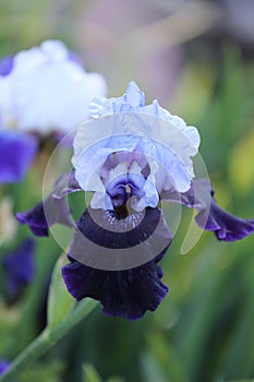 A single, beautiful two-toned purple Iris flower blooming in the spring against a blurred background