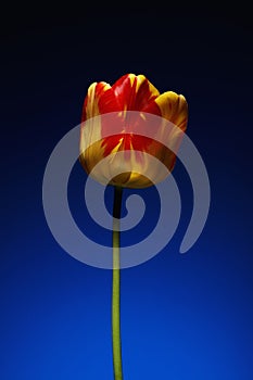 A single beautiful variegated yellow and red tulip, on a graduated tint blue background