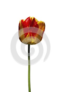 A single beautiful variegated yellow and red tulip on a white background