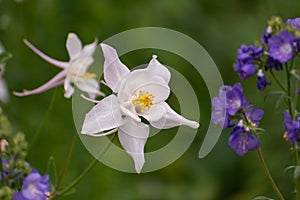 Single beautiful white Aquilegia flower