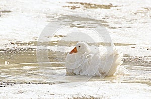 Single Beautiful White Goose Sitting In Ice