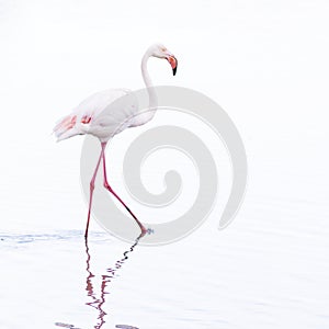 Single beautiful white long legged flamingo bird wading through water looking for food, high key and white background