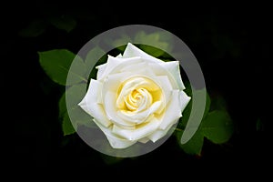 Single beautiful white rose flower bloom with green leafs isolated on a black background