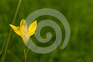 A single beautiful yellow day lilly flower