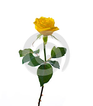Single beautiful yellow rose