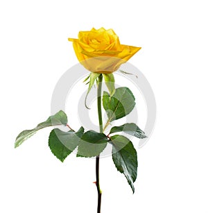 Single beautiful yellow rose