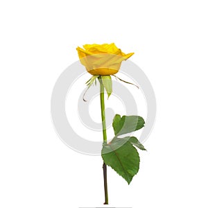 Single beautiful yellow rose