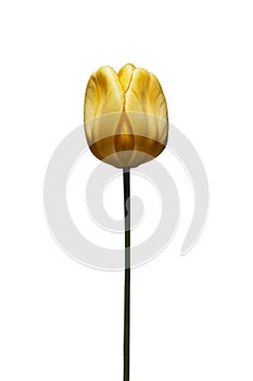 A single beautiful yellow tulip on a white background