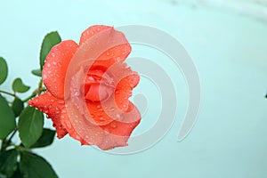 Head of red rose with dew drops,  on white . single beauty flower scarlet red rose gold color blossom isolated