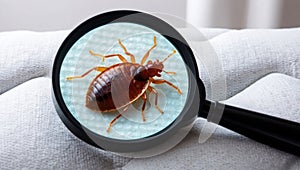 A single bed bug is visible on the surface of a mattress