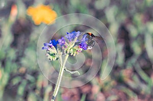 Single bee collect pollen from Cichorium intybus