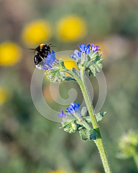 Single bee collect pollen from Cichorium intybus