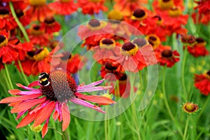 Single bee finds a mass of brightly coloured echinacea and helenium flowers