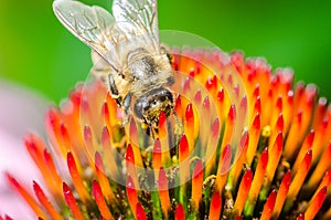 single bee on a flower/bee pollinates summer echinacea purpurea