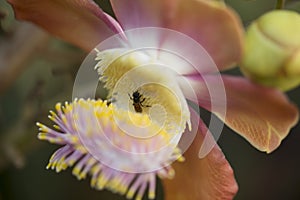 Single bee keeping honey from the flowers, with closed-up, and beautif photo