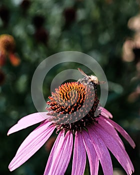 A single bee on a purple coneflower