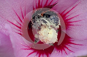 Bee gathering pollen on a flower