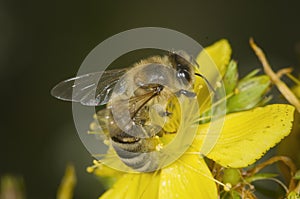 Single bee on yellow flower