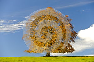 Single beech tree at fall