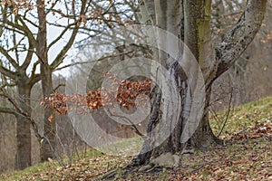 A single beech tree on a gloomy winter day.