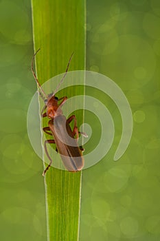 Beetle Rhagonycha fulva